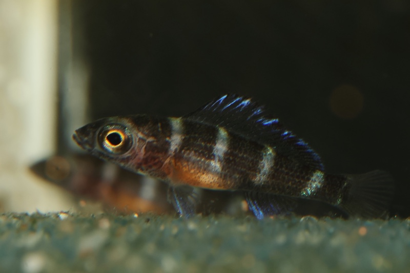Paracyprichromis sp. 'ammelrooyi' Ikola